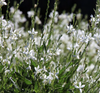 Gaura Lillipop