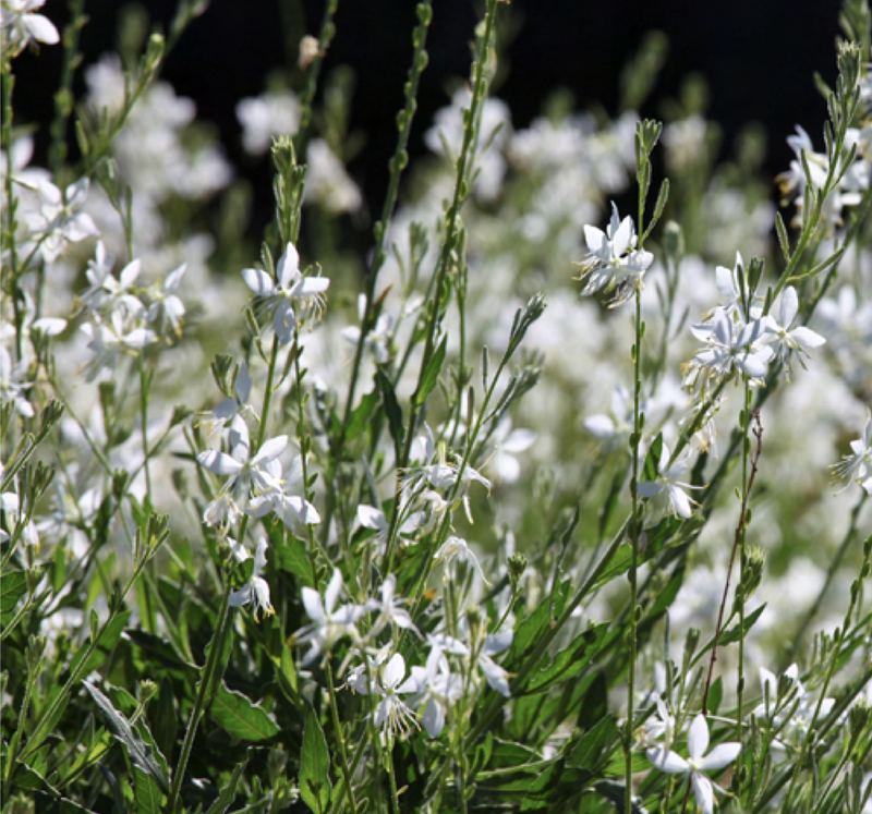 Gaura Lillipop