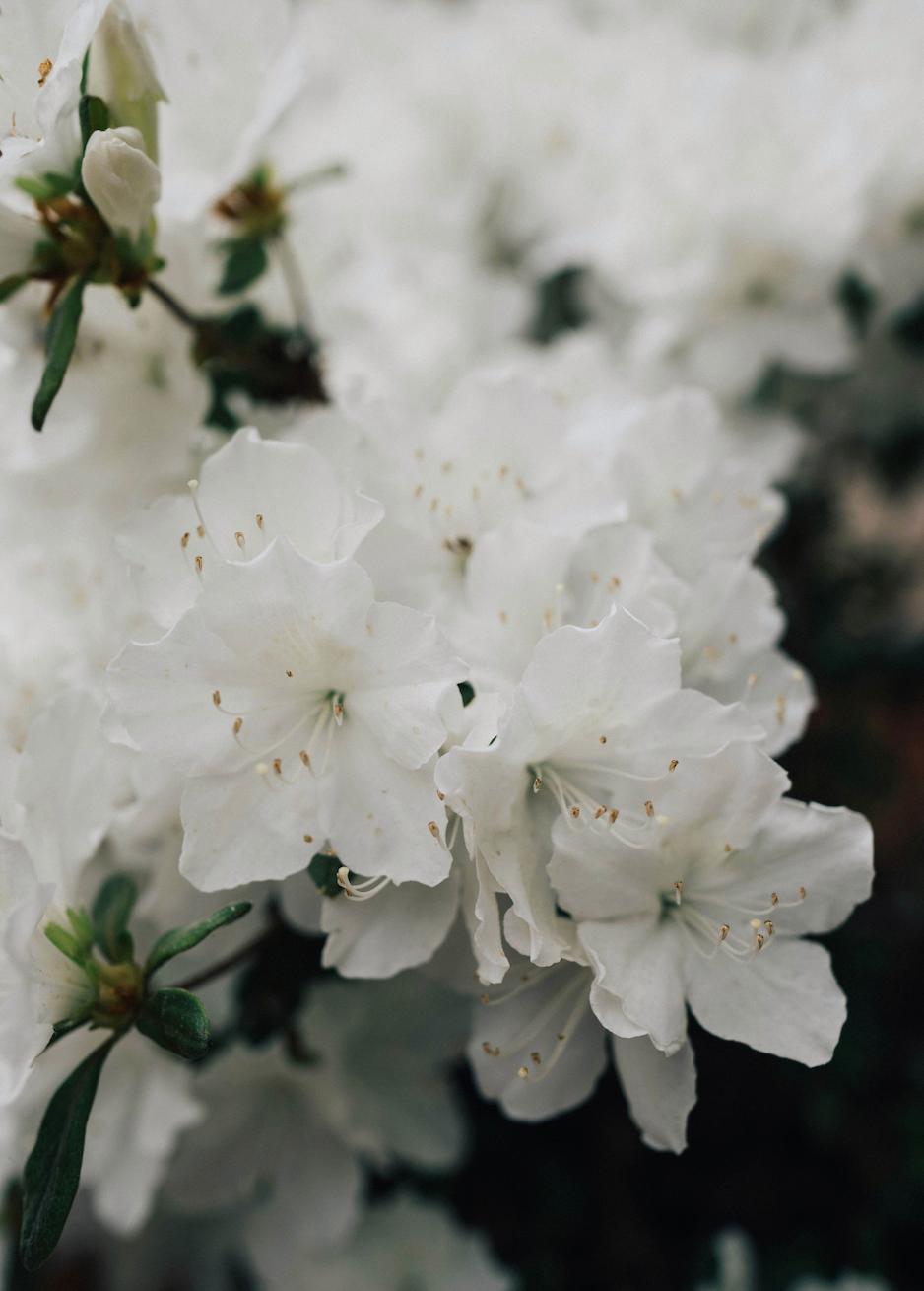 Azalea