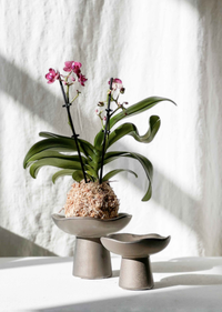 Momo kokedama holder