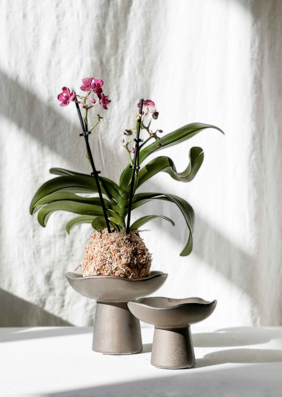 Momo kokedama holder