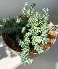 Sedum burrito