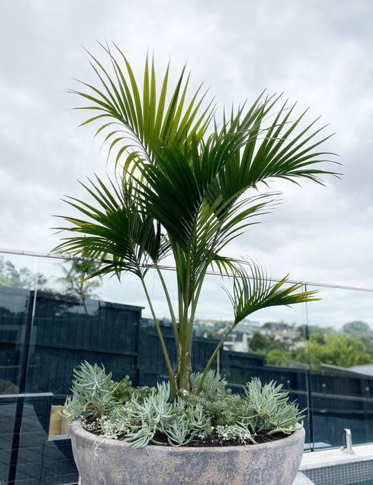Howea belmoreana - Sentry Palm
