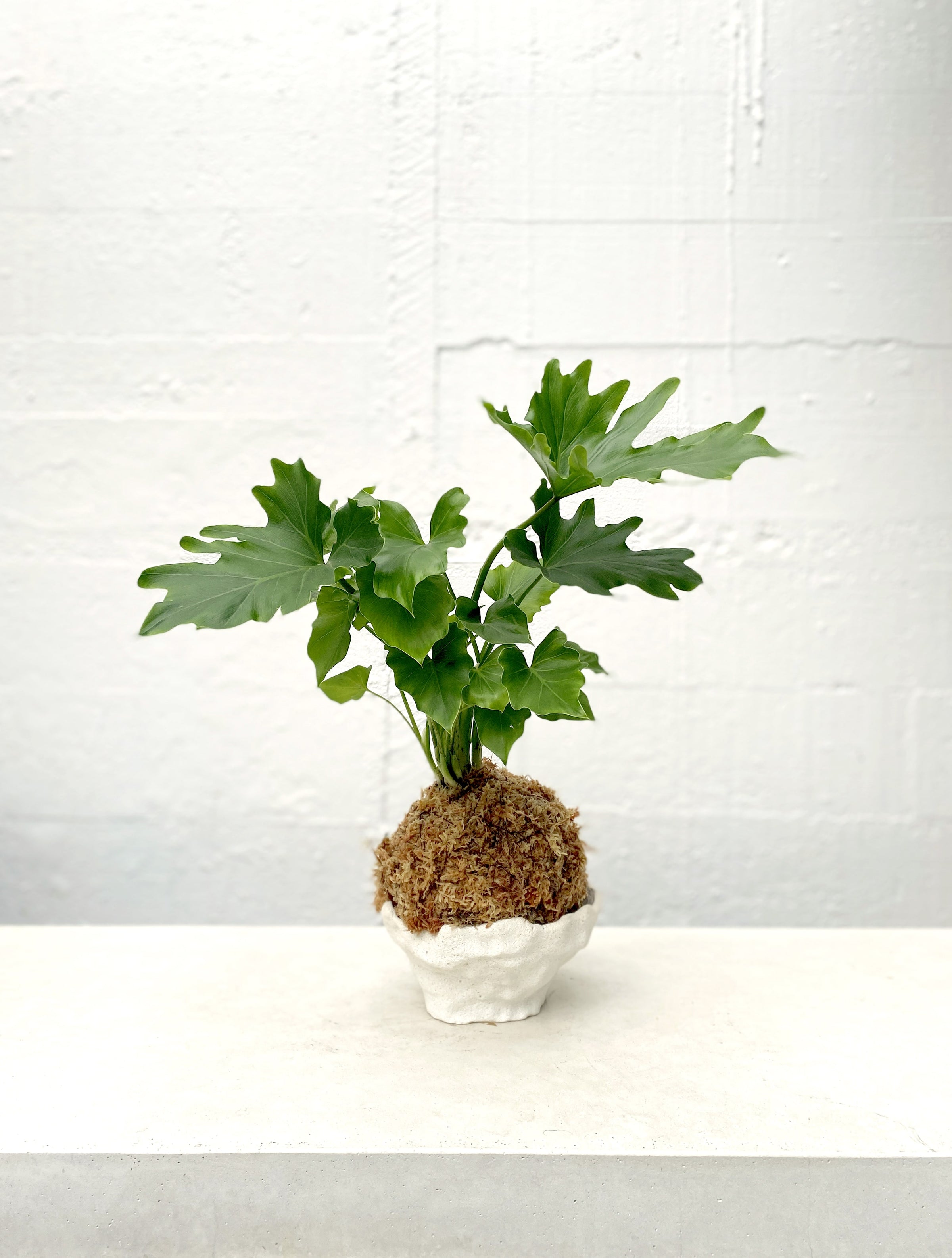 philodendron kokedama Philodendron Hope Kokedama – Babylon Store