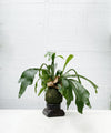 Platycerium Netherlands - Staghorn