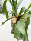 Platycerium Netherlands - Staghorn