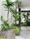 Potted Plant Treatment Visit