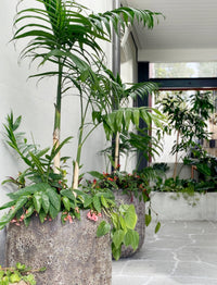 Potted Plant Treatment Visit