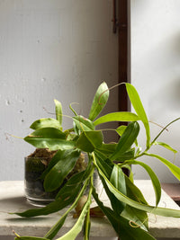 Sylvia bowl