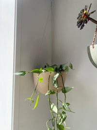 Terracotta hanging bowl