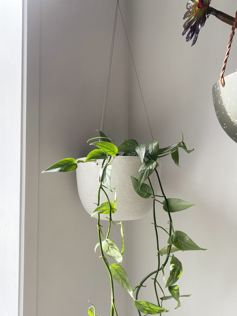 Hanging Pot Indoors