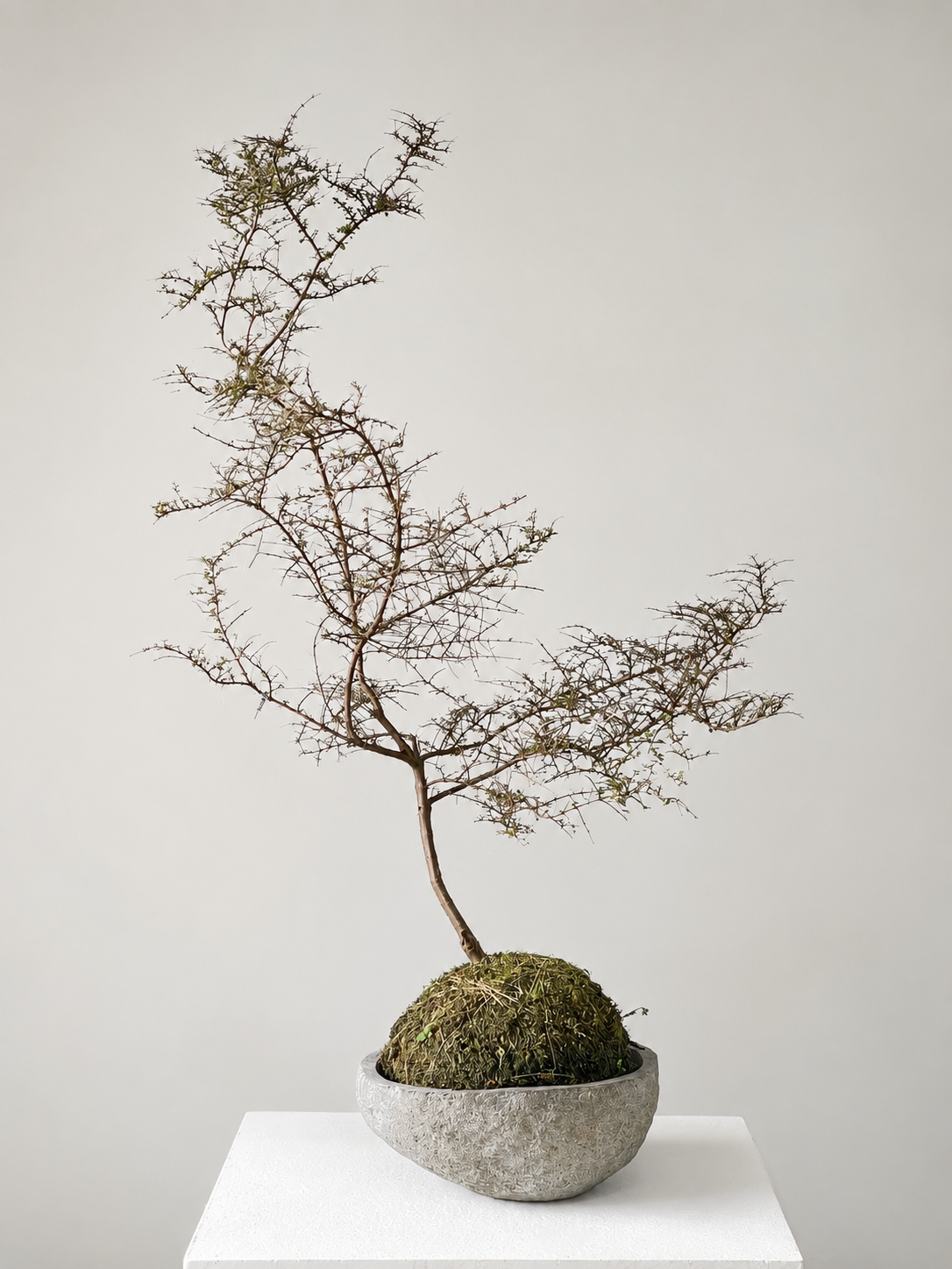 Coprosma Kokedama