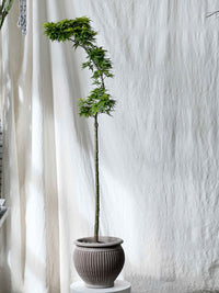 Acer mikawa yatsubusa