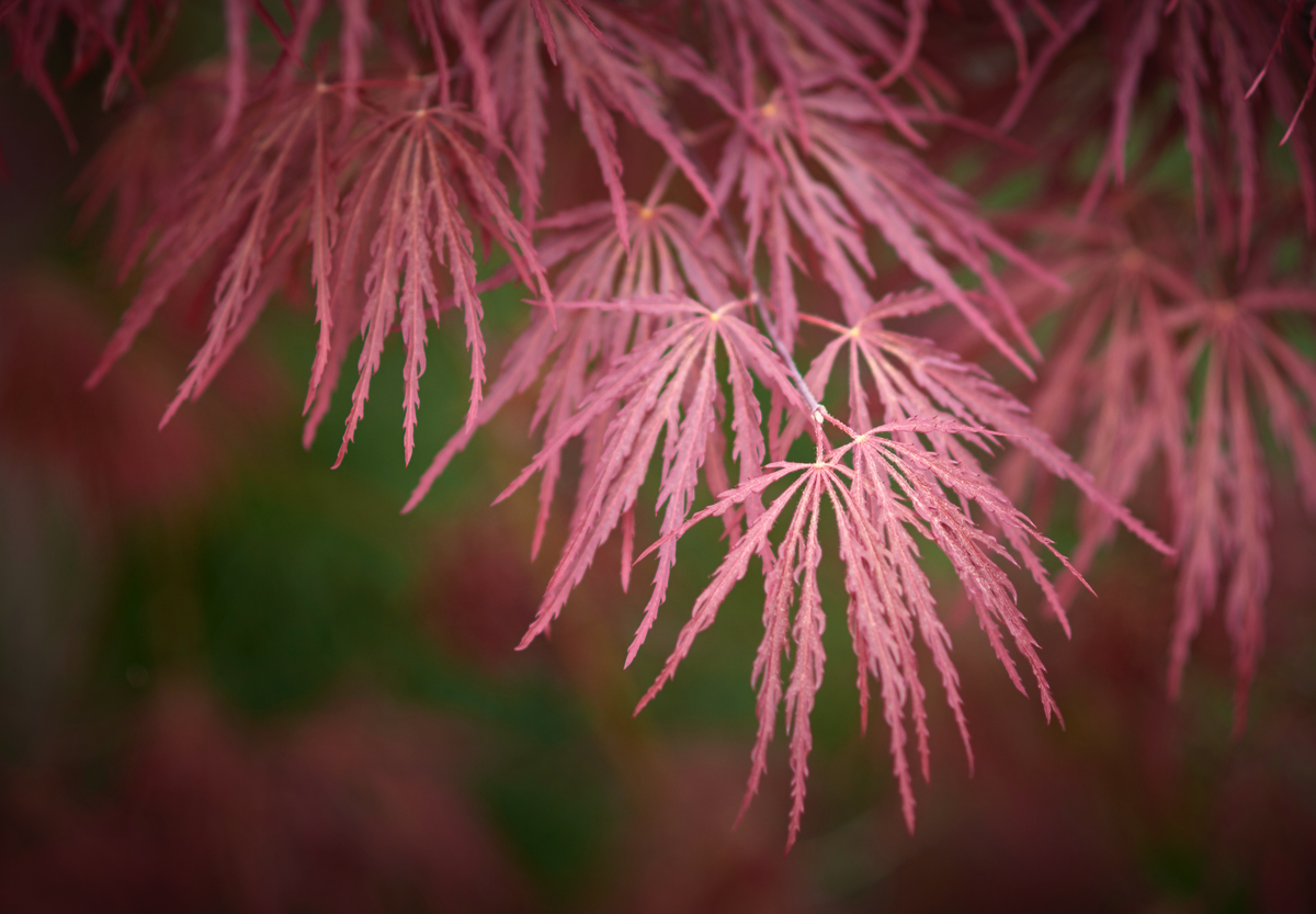 Acer palmatum ‘Tamukeyama’