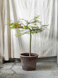 Acer 'Emerald Lace'