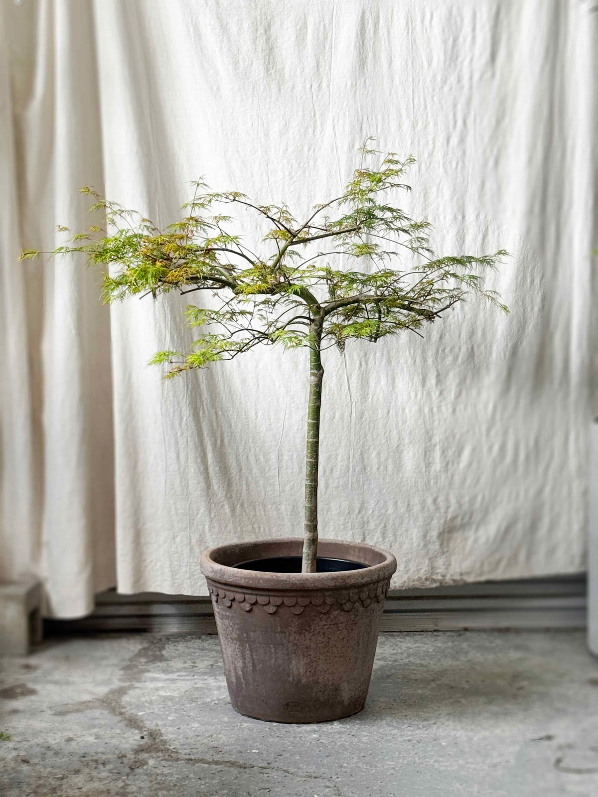 Acer 'Emerald Lace'