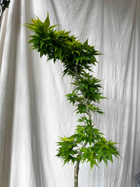 Acer mikawa yatsubusa