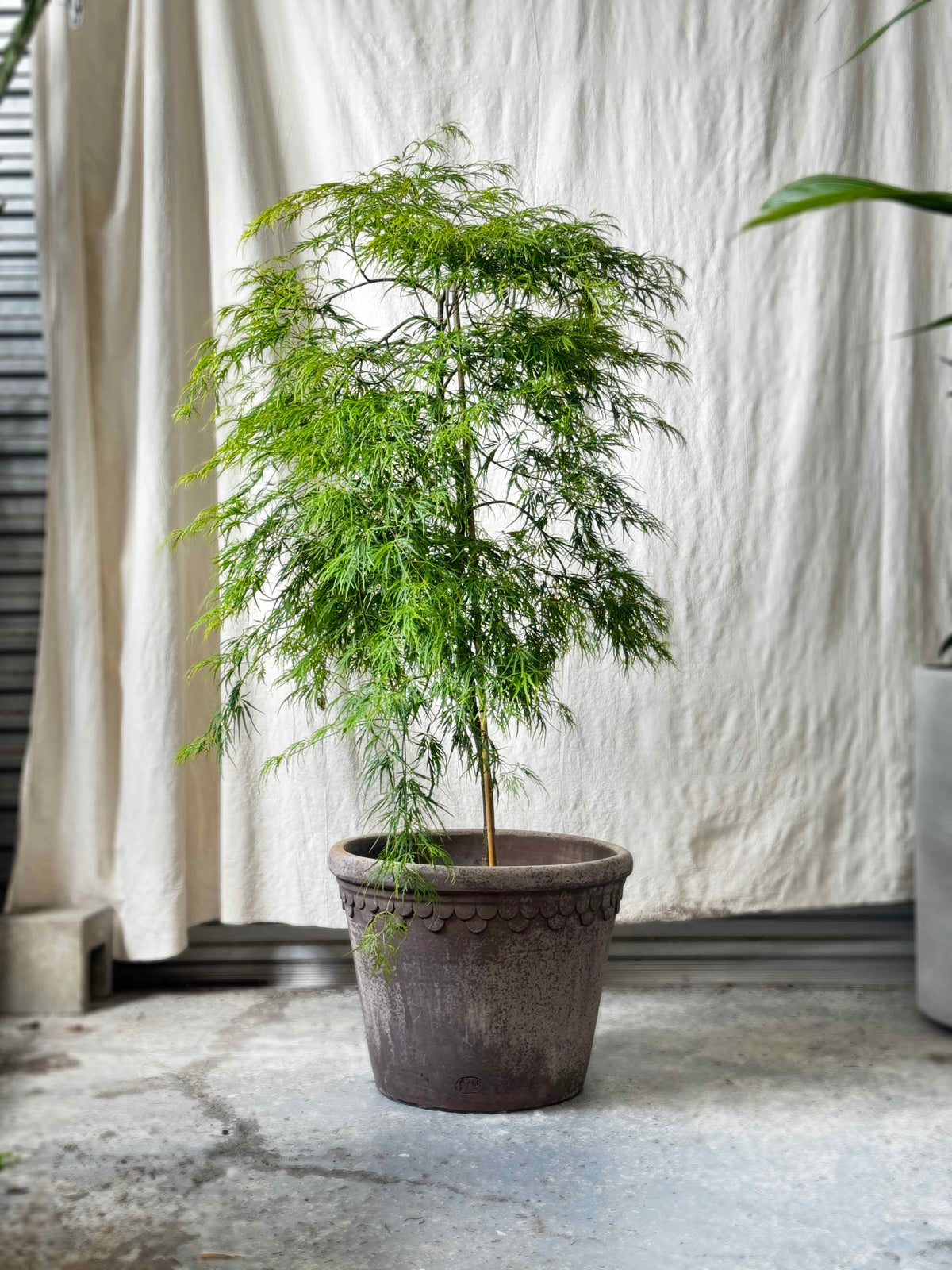 Acer palmatum ‘Viridis’