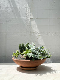 Ada's  Succulent Set