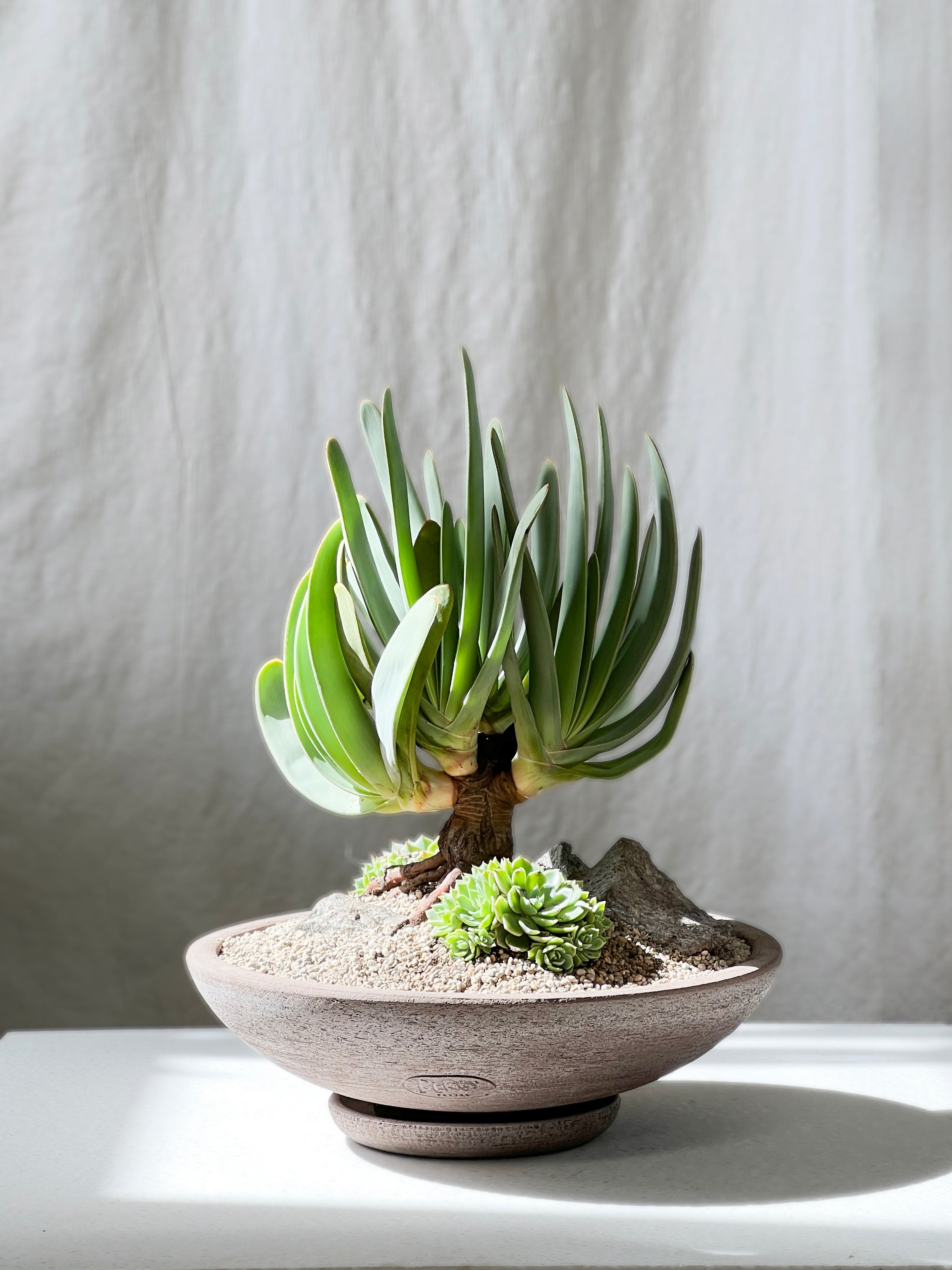 Ada's aloe plicatilis