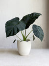Alocasia 'Regal Shield'
