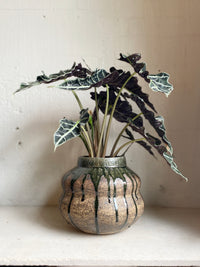 Alocasia 'Polly'