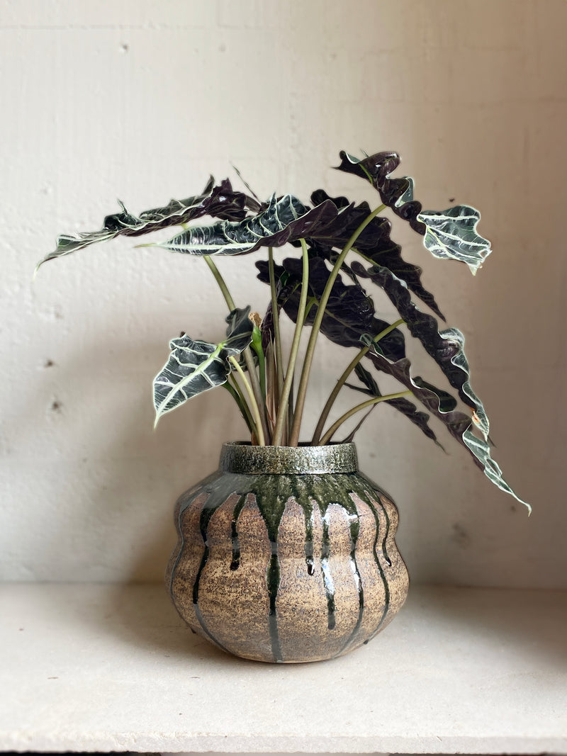 Alocasia 'Polly'