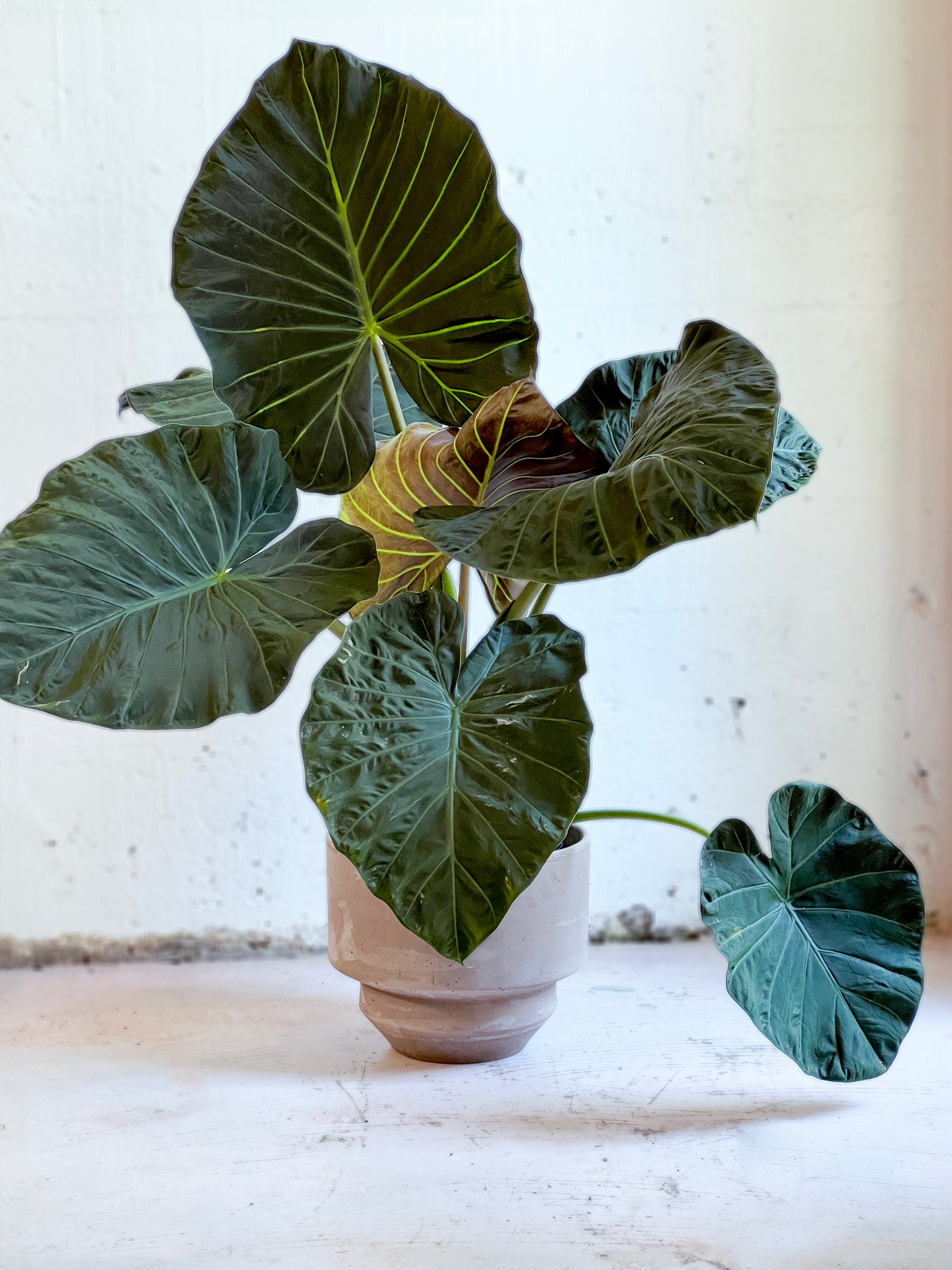 Alocasia 'Regal Shield'