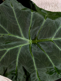 Alocasia 'Regal Shield'