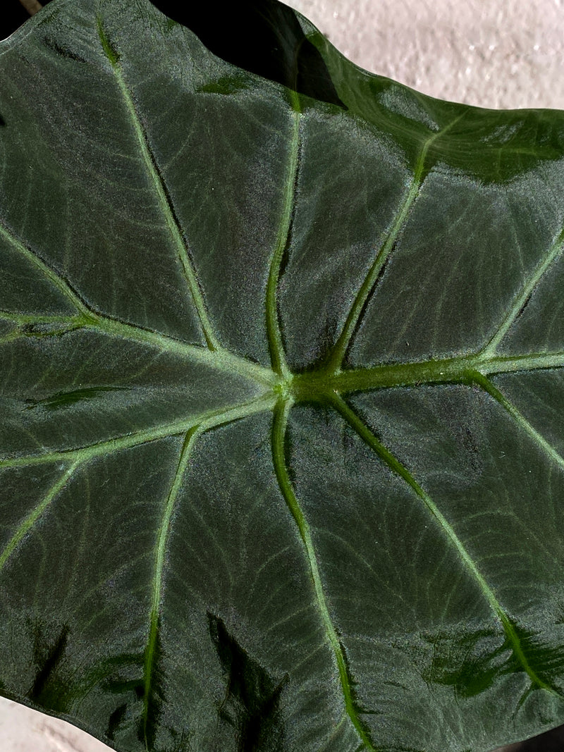 Alocasia 'Regal Shield'