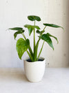 Alocasia cucullata