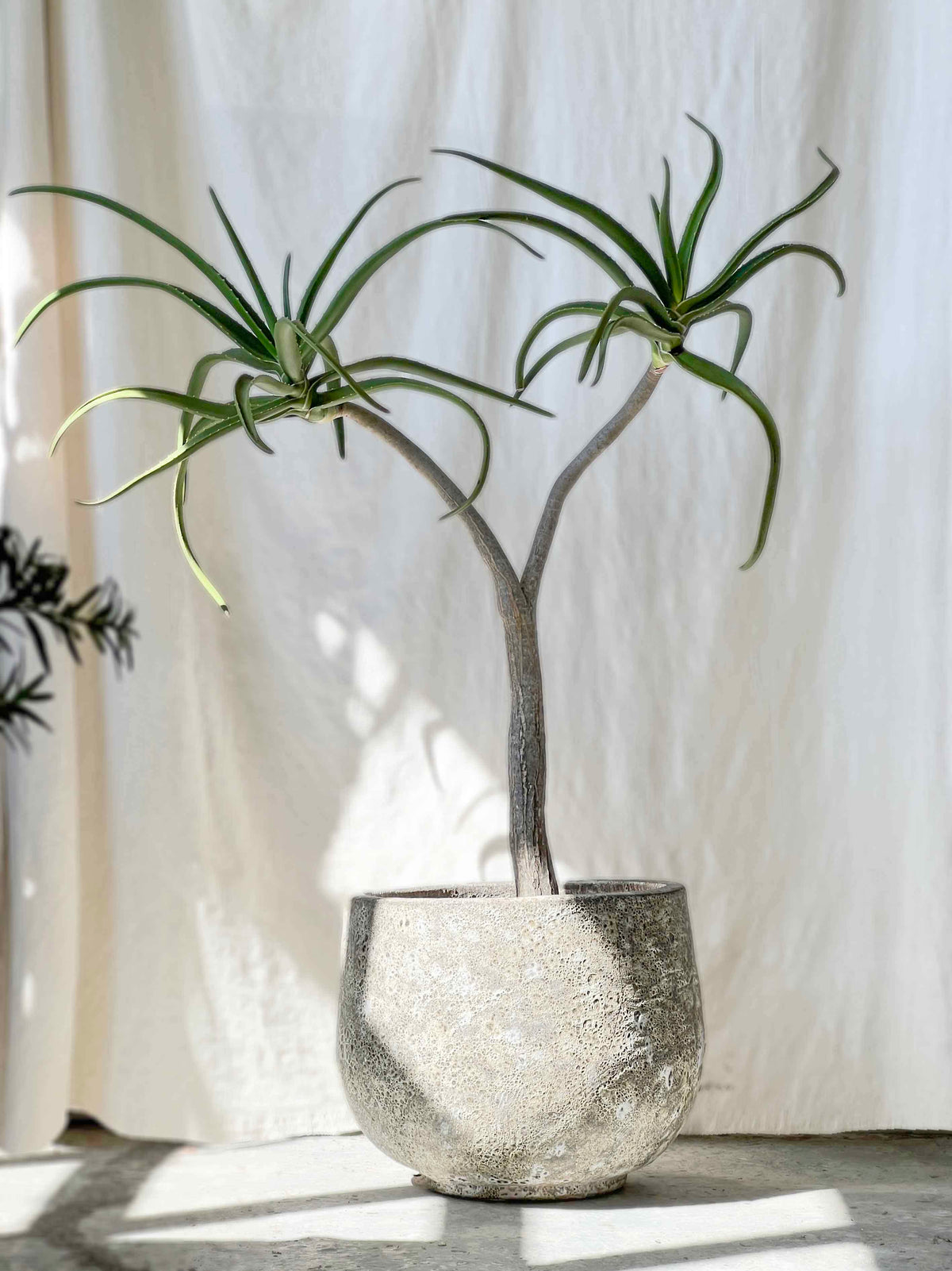 Aloe barberae
