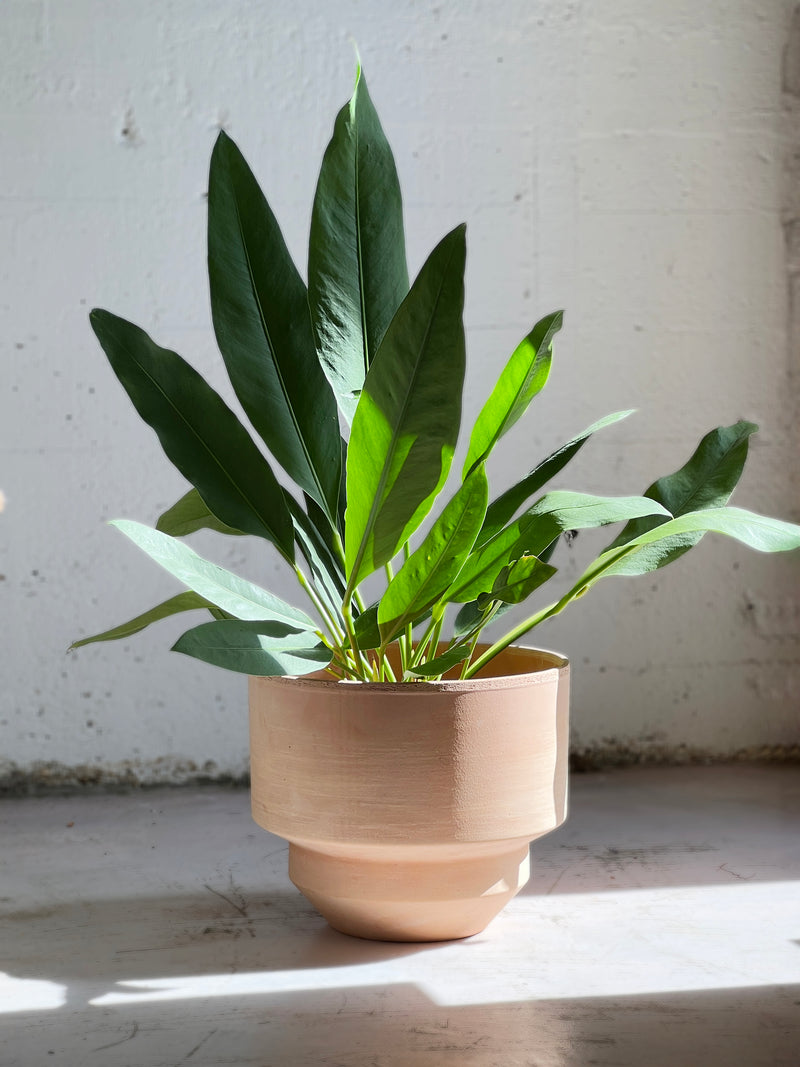 anthurium coriaceum for sale Anthurium coriaceum (Paddle leaf) – Babylon Store