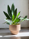 anthurium paddle leaf Anthurium coriaceum (Paddle leaf) – Babylon Store