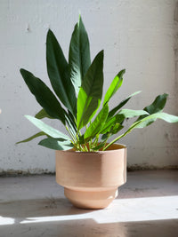 Anthurium coriaceum (Paddle leaf)