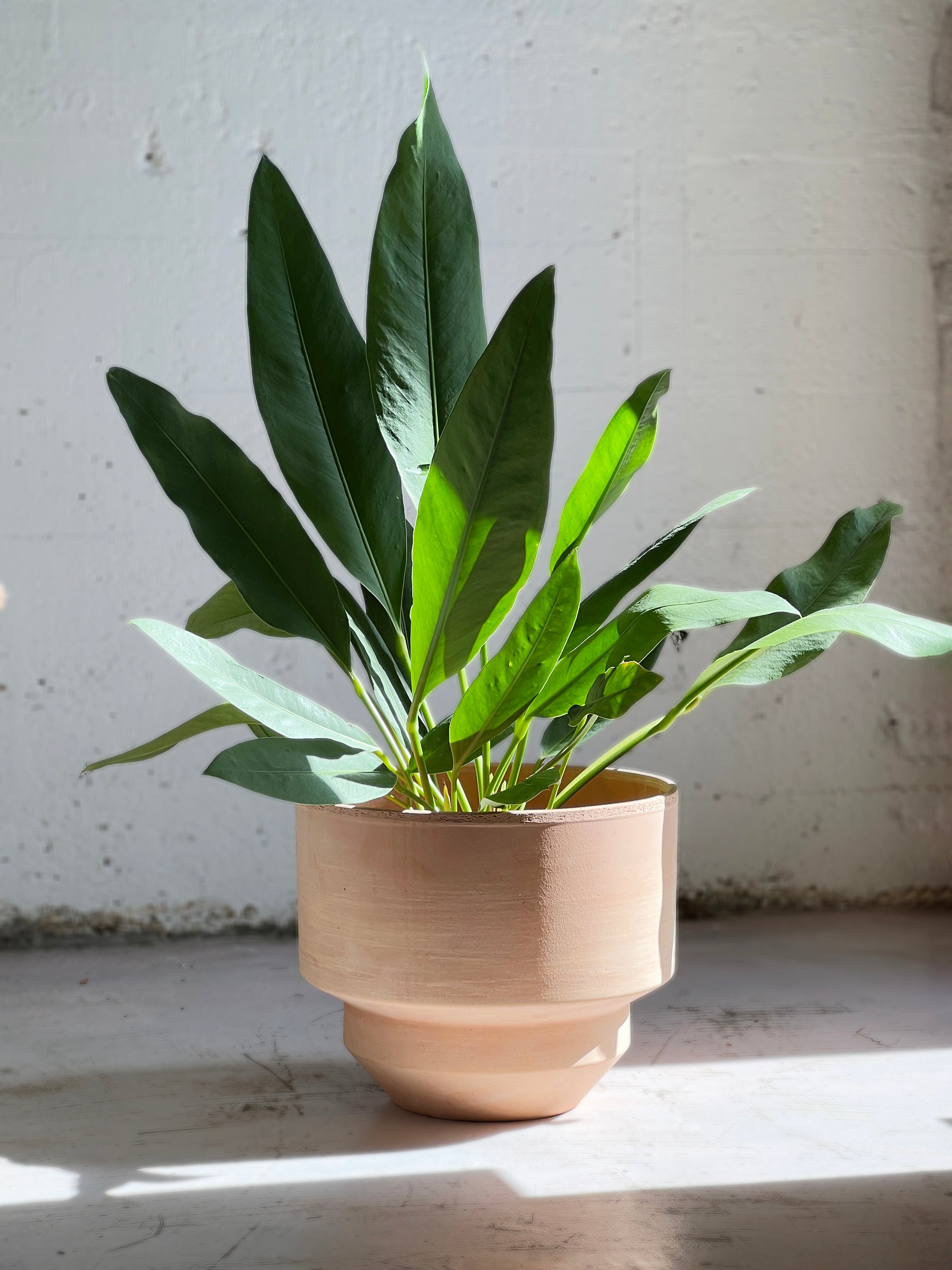 Anthurium coriaceum (Paddle leaf)