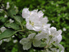 Malus domestica Freyberg - apple