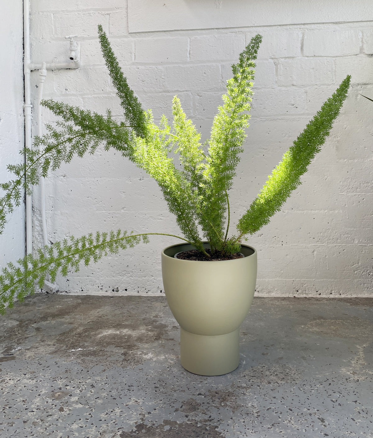 Asparagus Fern at Babylon