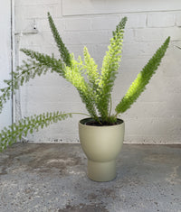 Asparagus Fern at Babylon