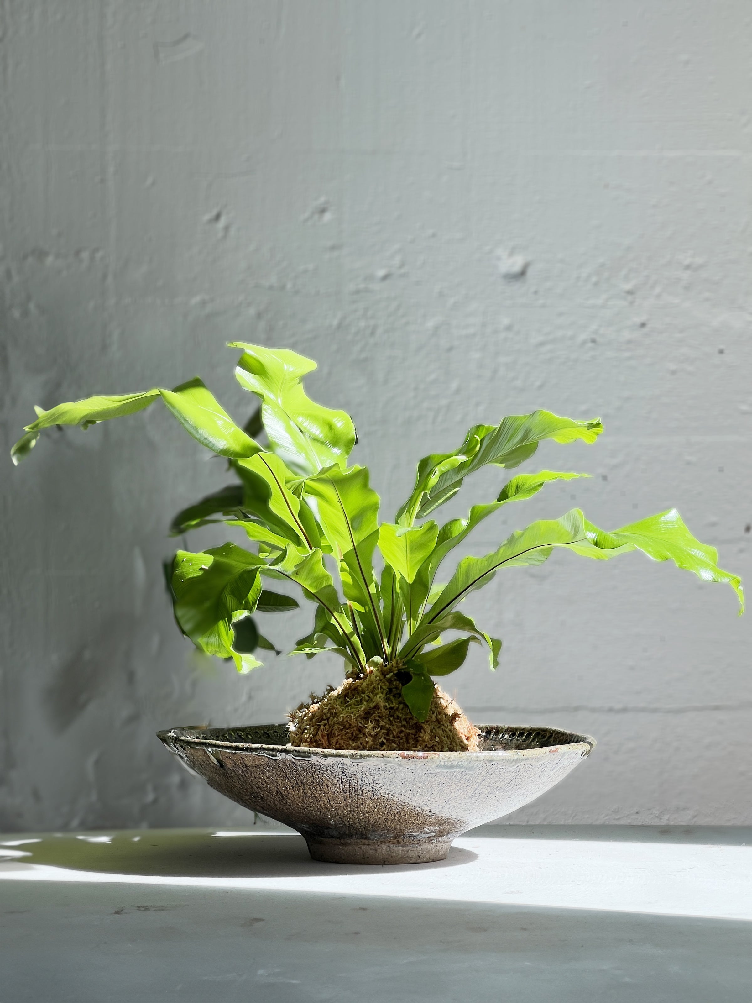 Asplenium nidus (birdsnest fern) kokedama