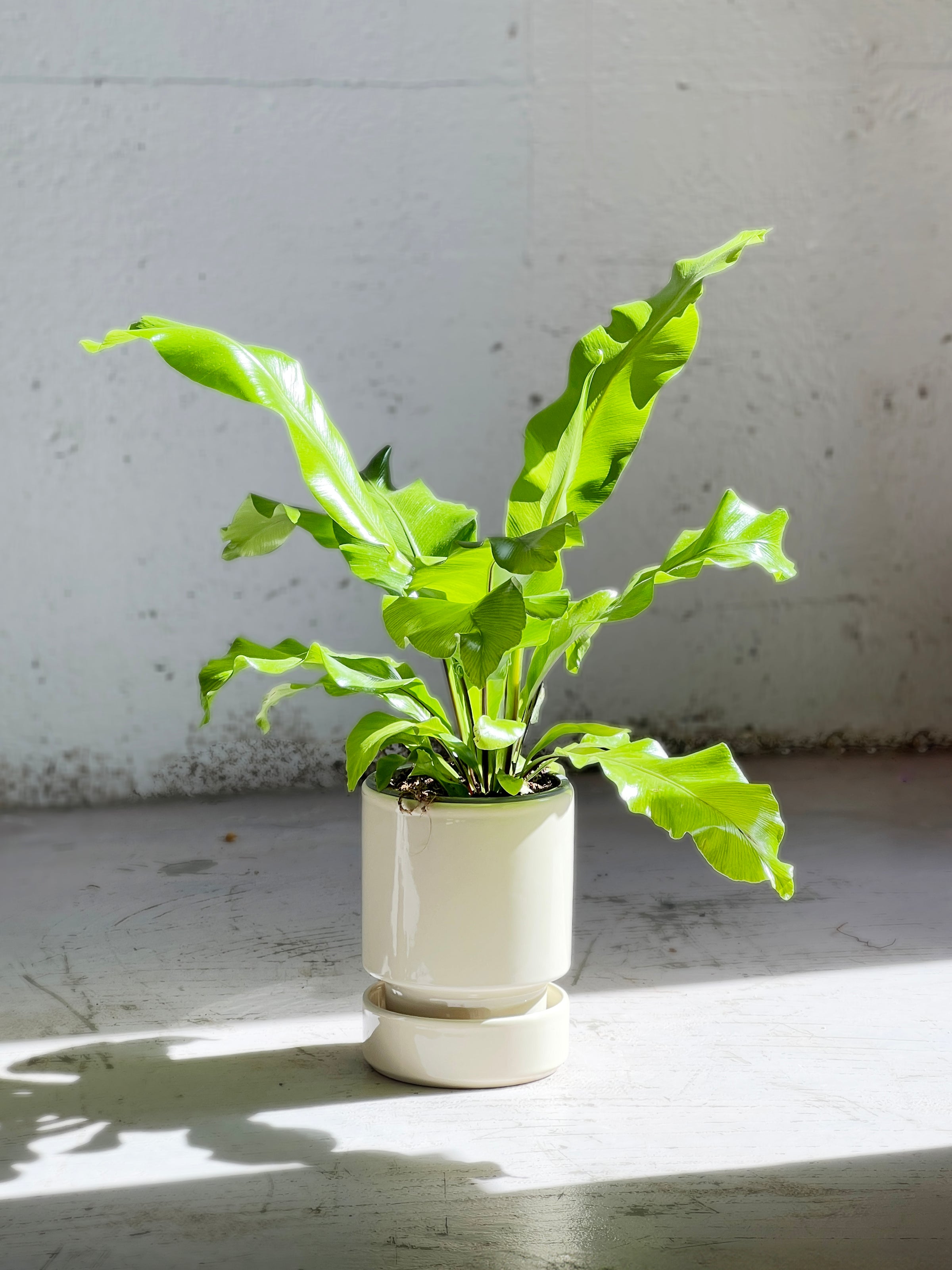 bird's nest fern nidus Asplenium nidus