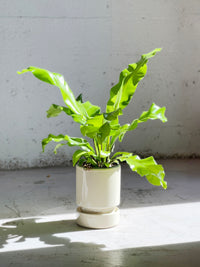 Asplenium nidus  (Birdsnest Fern)