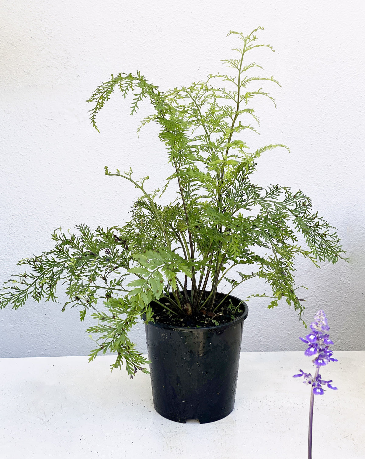 Asplenium bulbiferum 'Maori Princess' – Babylon Store