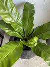 Asplenium nidus  (Birdsnest Fern)