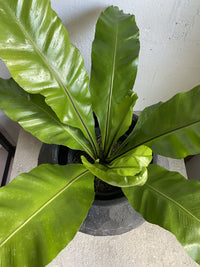 Asplenium nidus  (Birdsnest Fern)