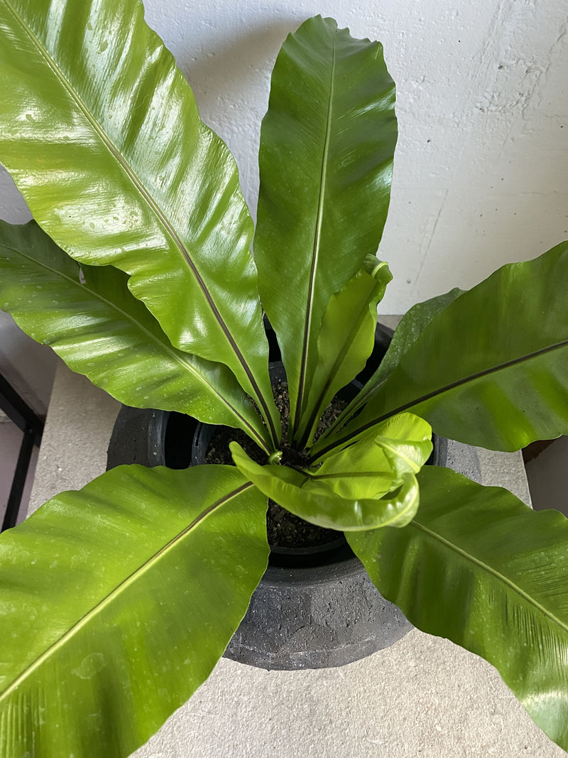 Asplenium nidus  (Birdsnest Fern)