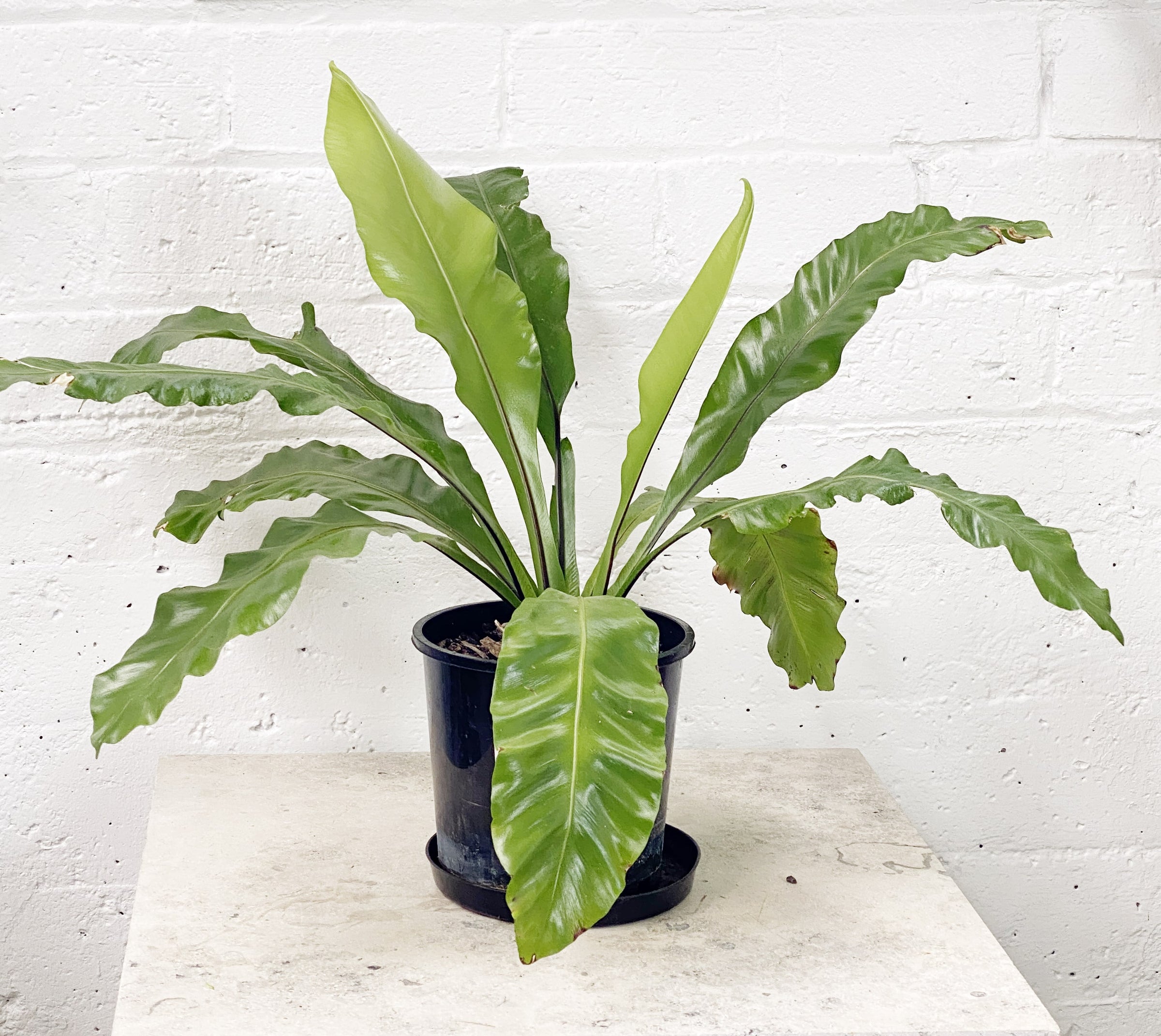 birds nest fern nz Asplenium nidus