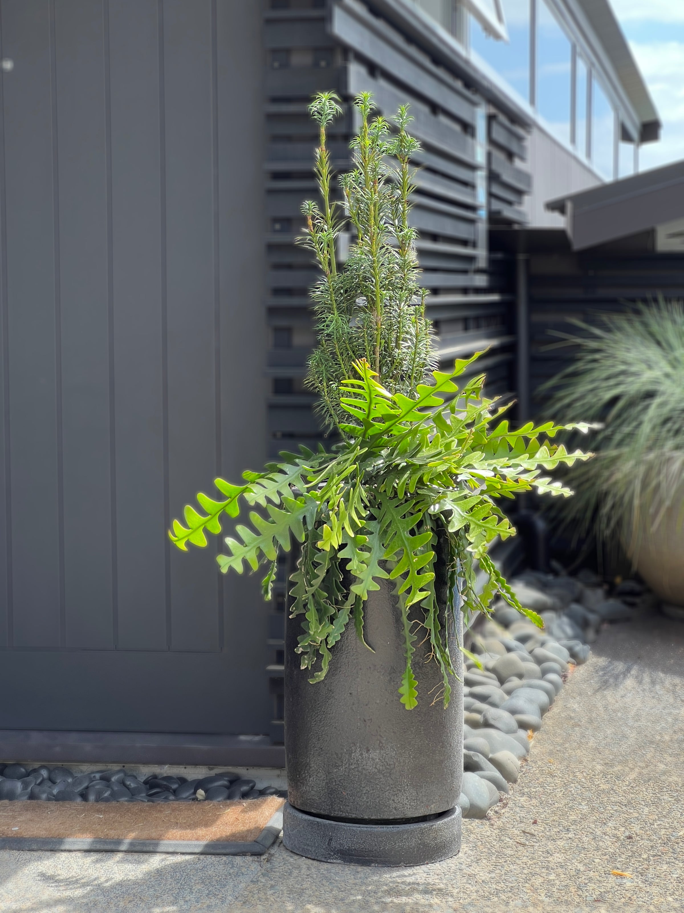 Disocactus anguliger - Fishbone cactus