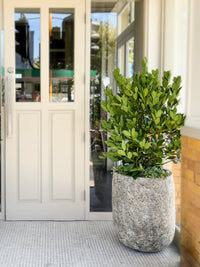Laurus 'Pride of Providence' - Bay Tree