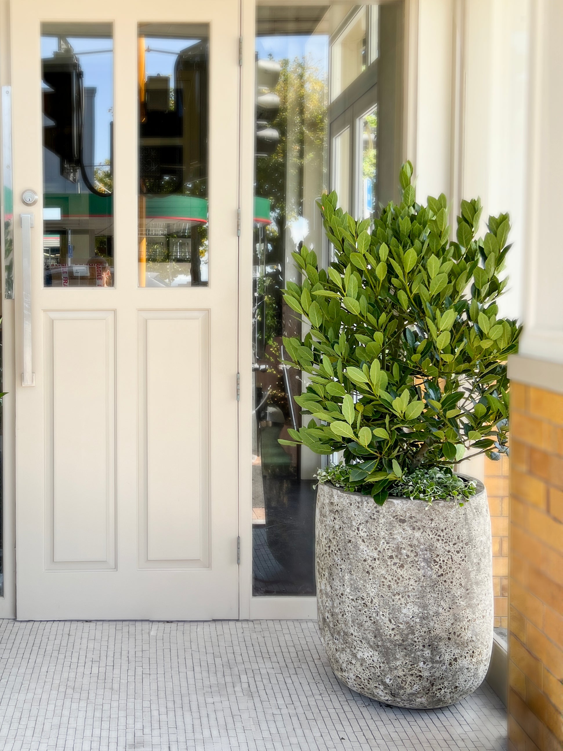 Laurus 'Pride of Providence' - Bay Tree